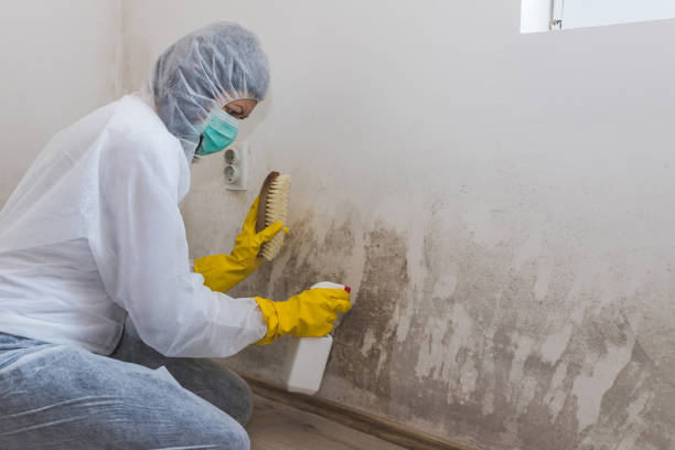 Best Same-Day Mold Removal  in Gatesville, TX