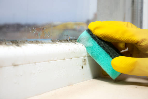 Best Same-Day Mold Removal  in Gatesville, TX