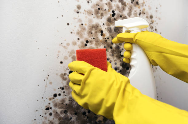Best Mold Removal Company Near Me  in Gatesville, TX