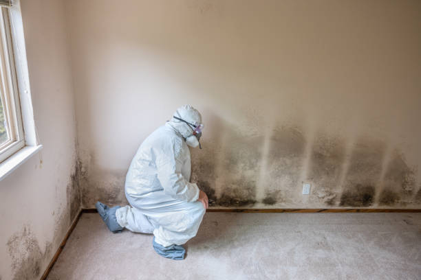 Best Emergency Mold Removal  in Gatesville, TX
