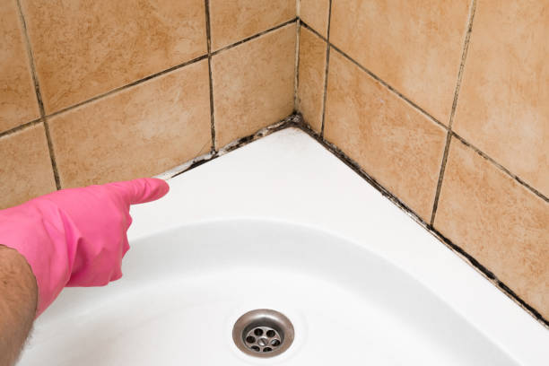 Mold Removal Process in Gatesville, TX